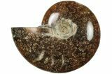 Polished Ammonite (Cleoniceras) Fossil - Madagascar #205098-1